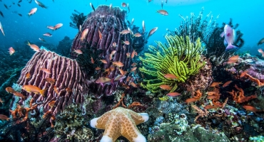 ELLE - L’ECONOMIA DEL MARE SPIEGATA DA 4 IMPRENDITRICI SOSTENIBILI